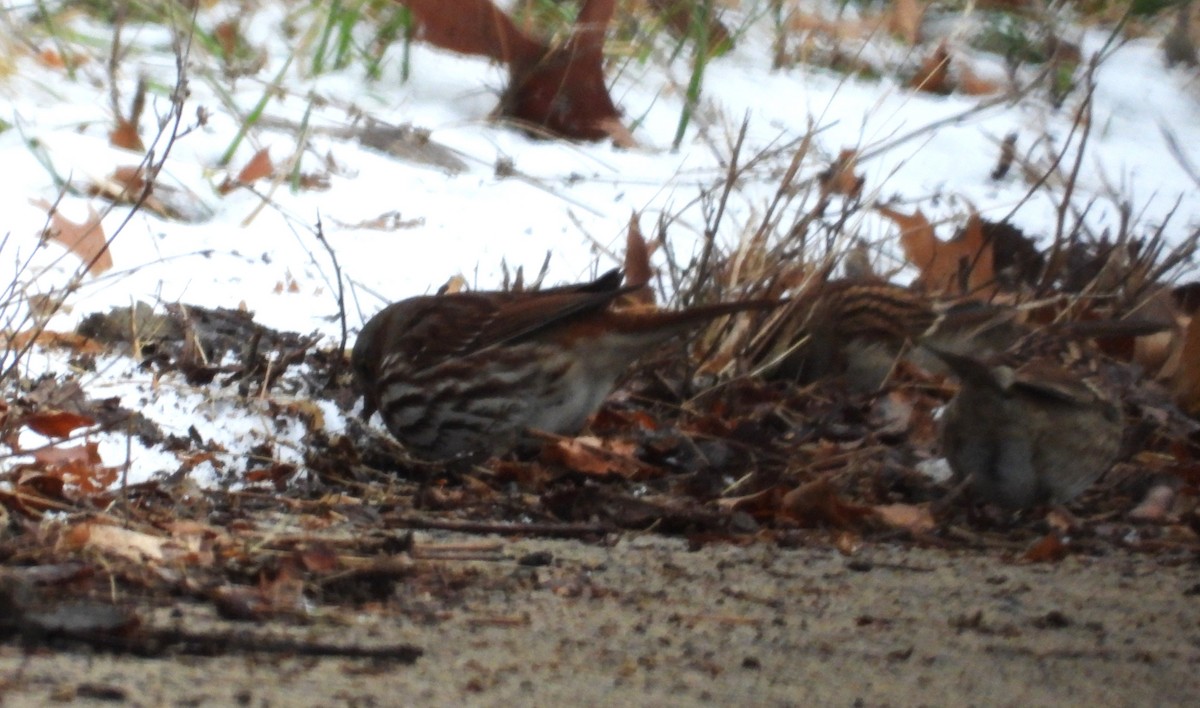 Fox Sparrow - ML646320126