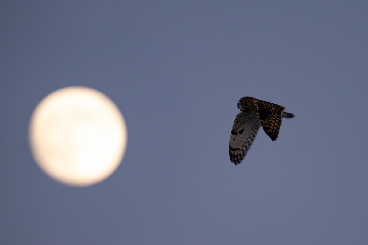 Hibou des marais - ML646320128