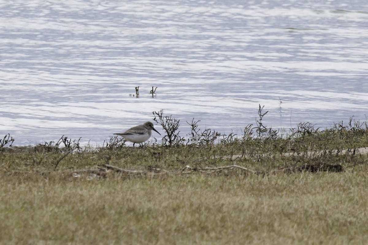 Dunlin - ML646320129