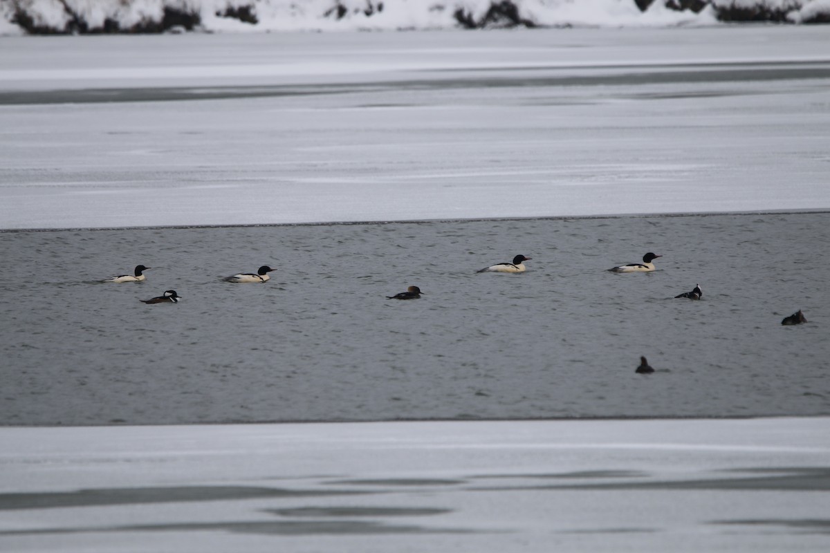 Common Merganser - ML646320134