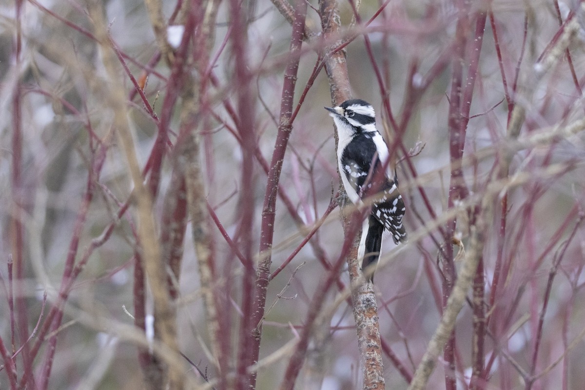 Downy Woodpecker - ML646320138