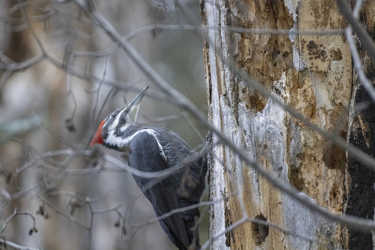 Pileated Woodpecker - ML646320139