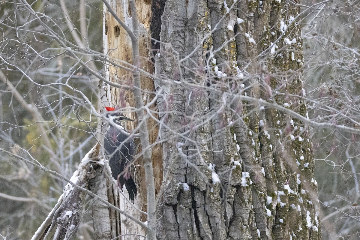 Pileated Woodpecker - ML646320140
