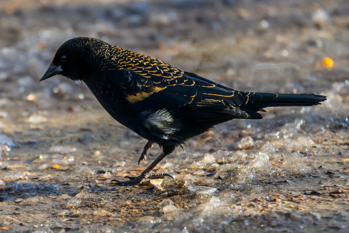Red-winged Blackbird - ML646320142