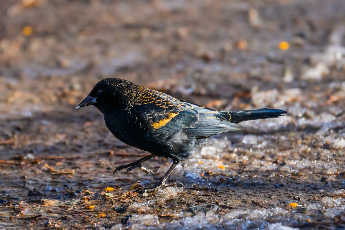 Red-winged Blackbird - ML646320143