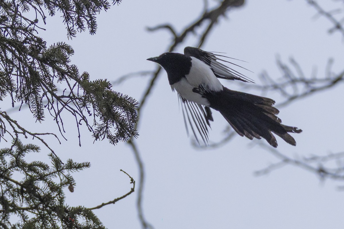 Black-billed Magpie - ML646320150
