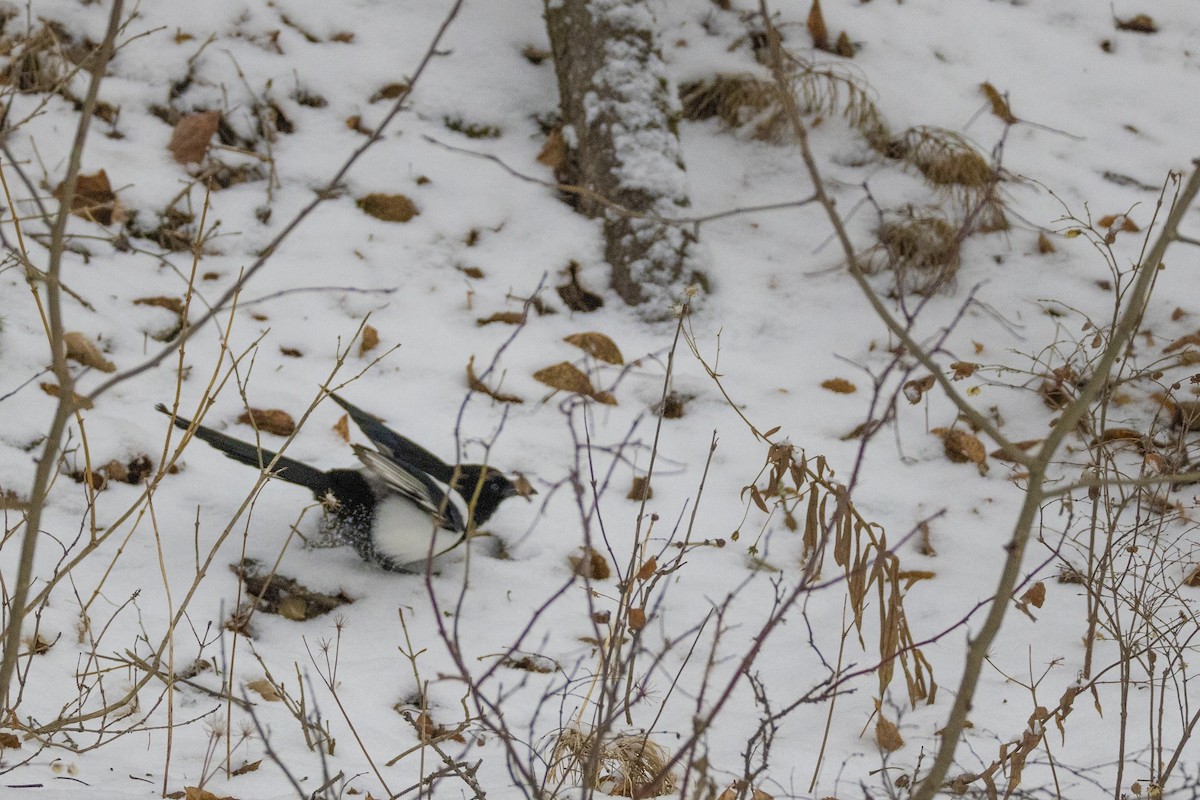 Black-billed Magpie - ML646320151
