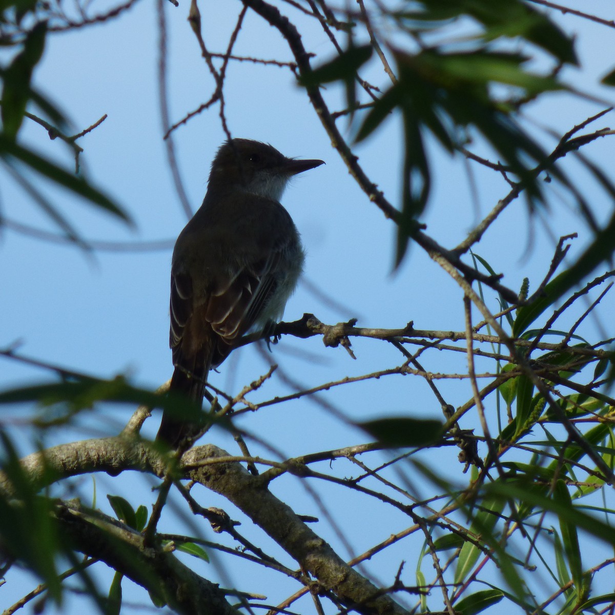 Swainson's Flycatcher - ML646320153