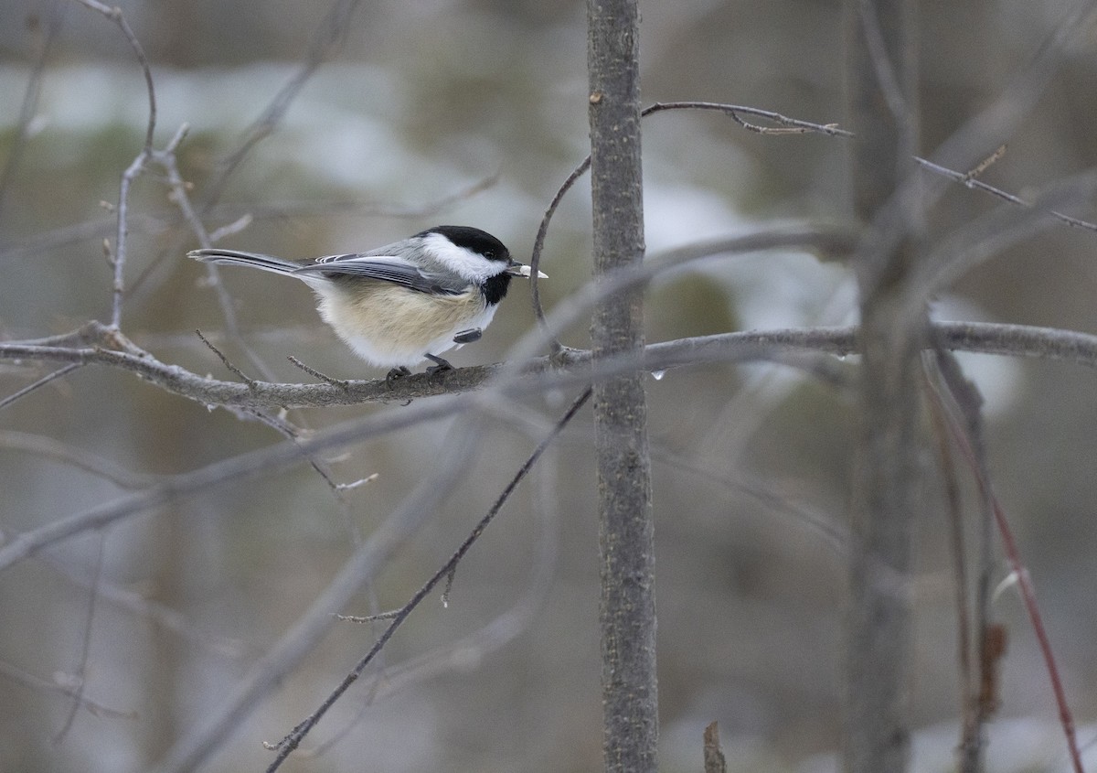 Black-capped Chickadee - ML646320155