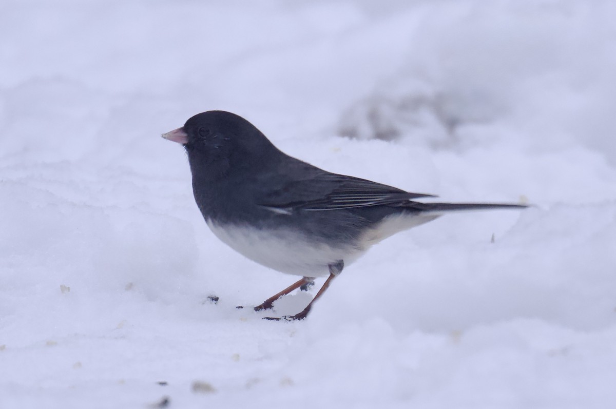 Dark-eyed Junco - ML646320158