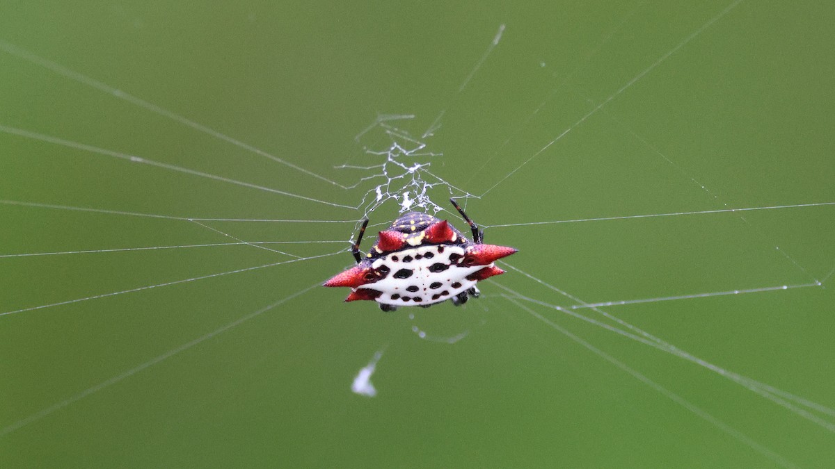 乳頭棘蛛 (乳突棘蛛、寶石棘蛛) - ML646320159