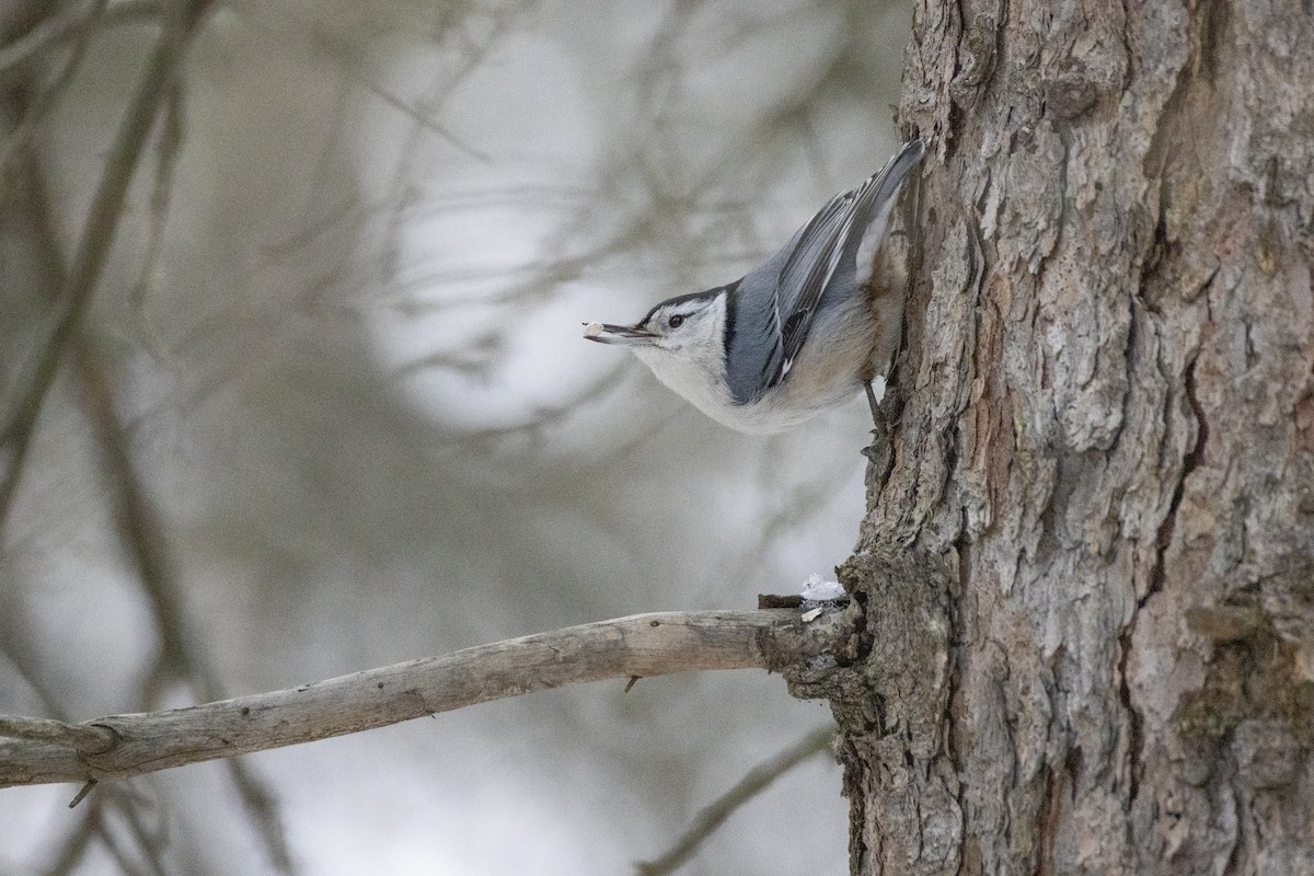 White-breasted Nuthatch - ML646320160