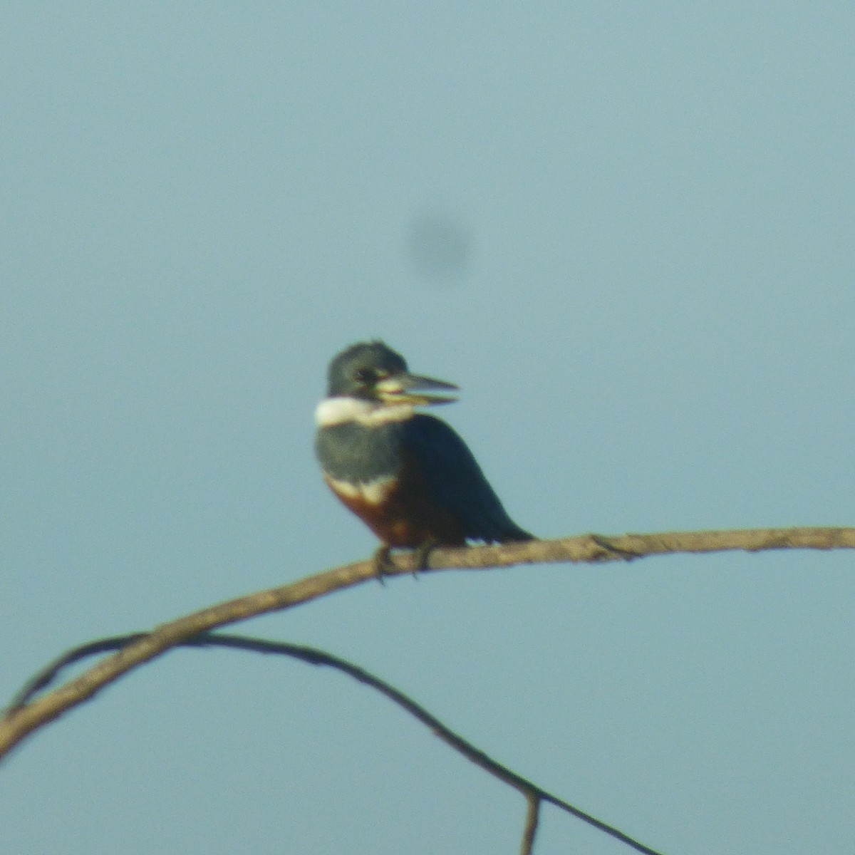 Ringed Kingfisher - ML646320165