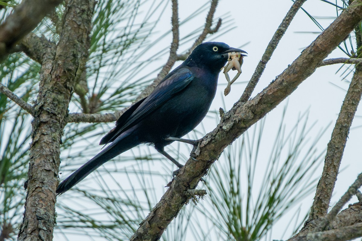 Common Grackle - ML646320167