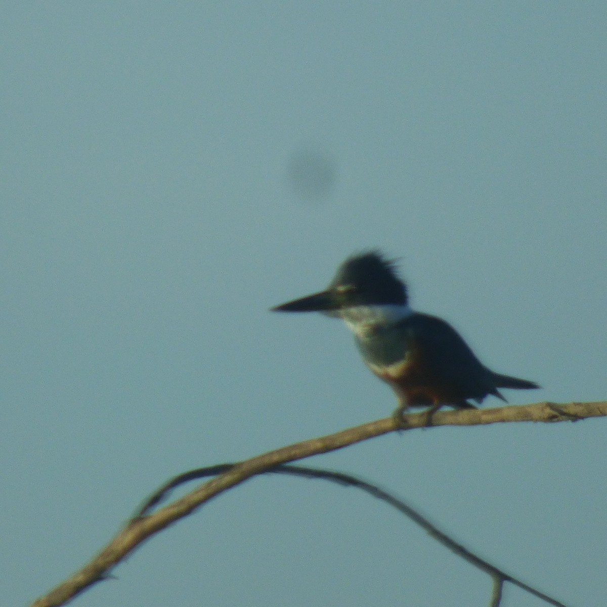 Ringed Kingfisher - ML646320178