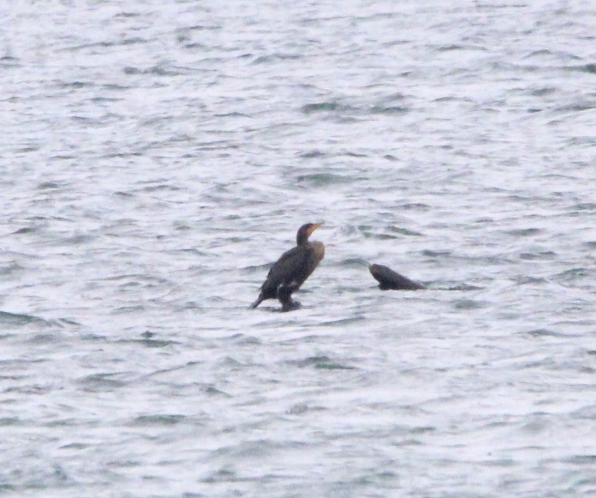 Double-crested Cormorant - ML646320179