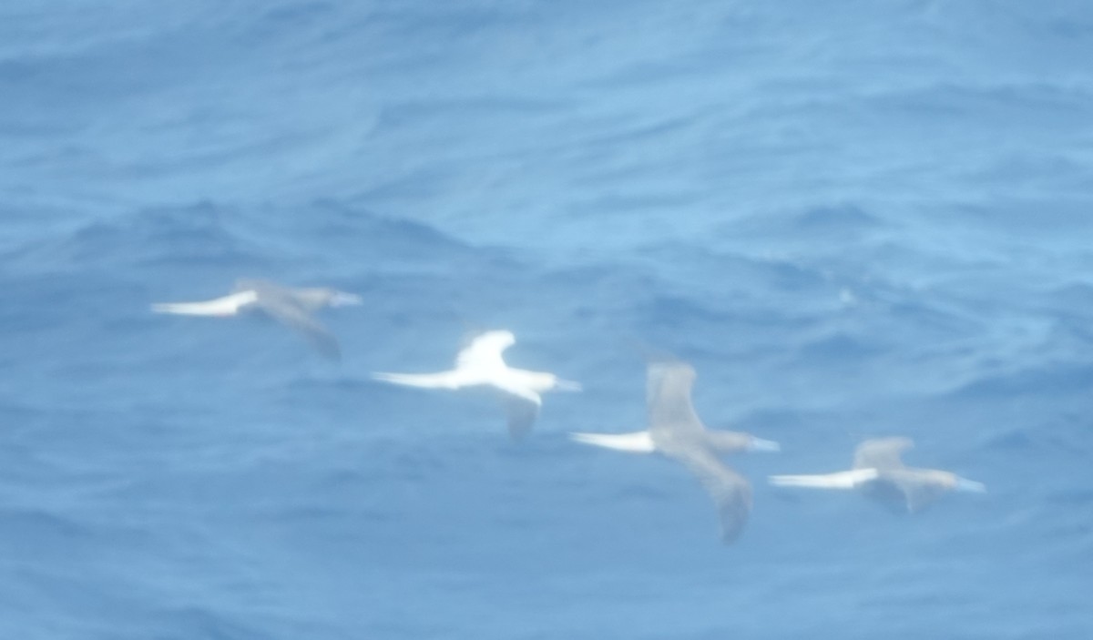 アカアシカツオドリ - ML646320180