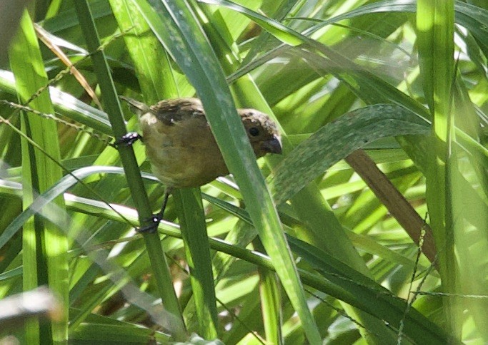 Yellow-bellied Seedeater - ML646320181