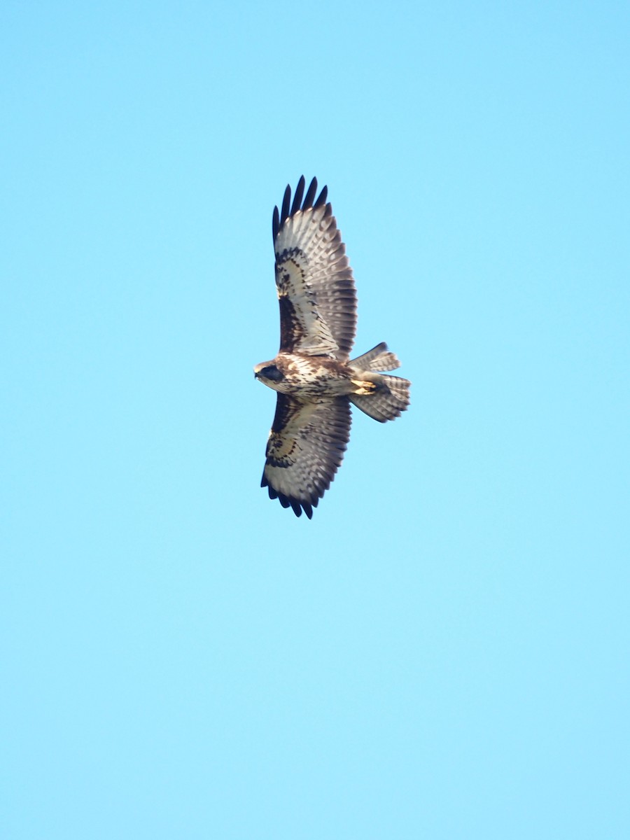 Buse variable (rothschildi) - ML646320184