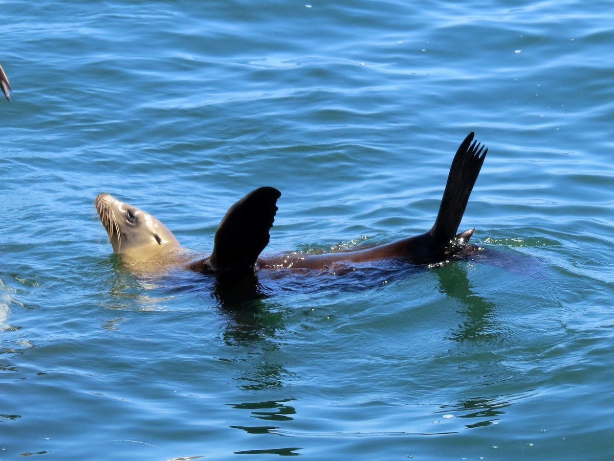 California Sea Lion - ML646320185