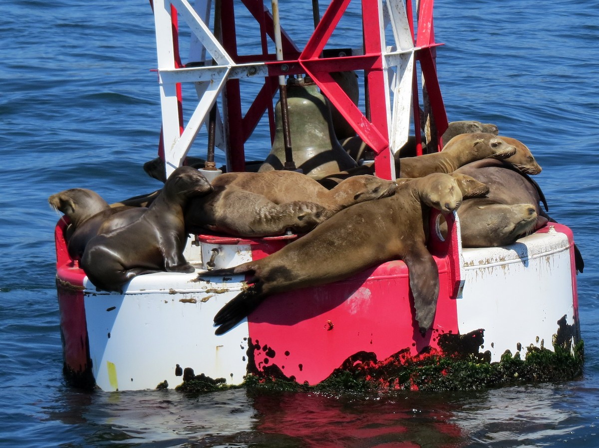 California Sea Lion - ML646320186