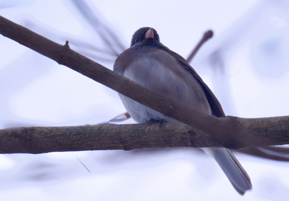 Dark-eyed Junco - ML646320187