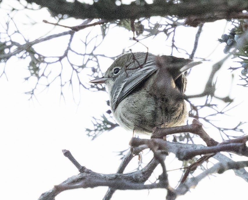 Pine Warbler - ML646320190