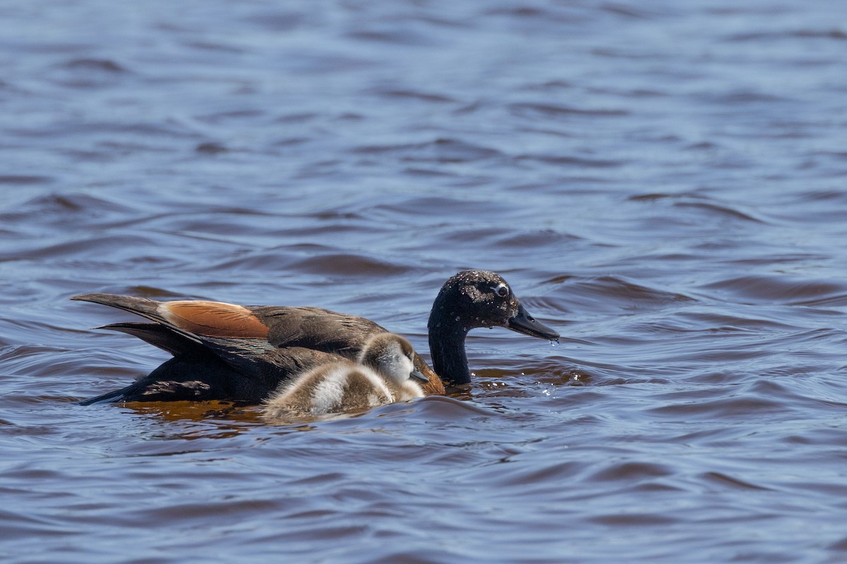 Галагаз австралійський - ML646320192