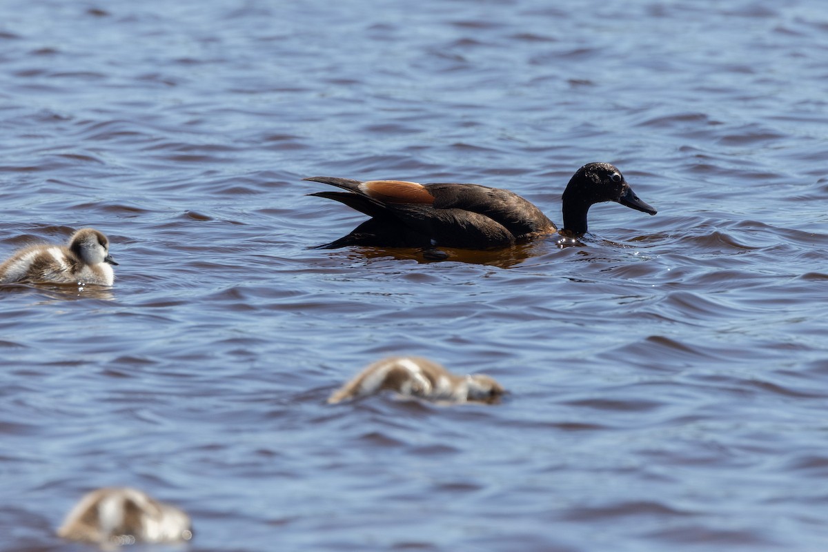 Галагаз австралійський - ML646320193