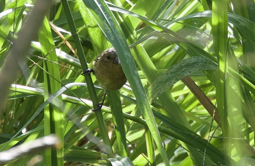 Yellow-bellied Seedeater - ML646320195