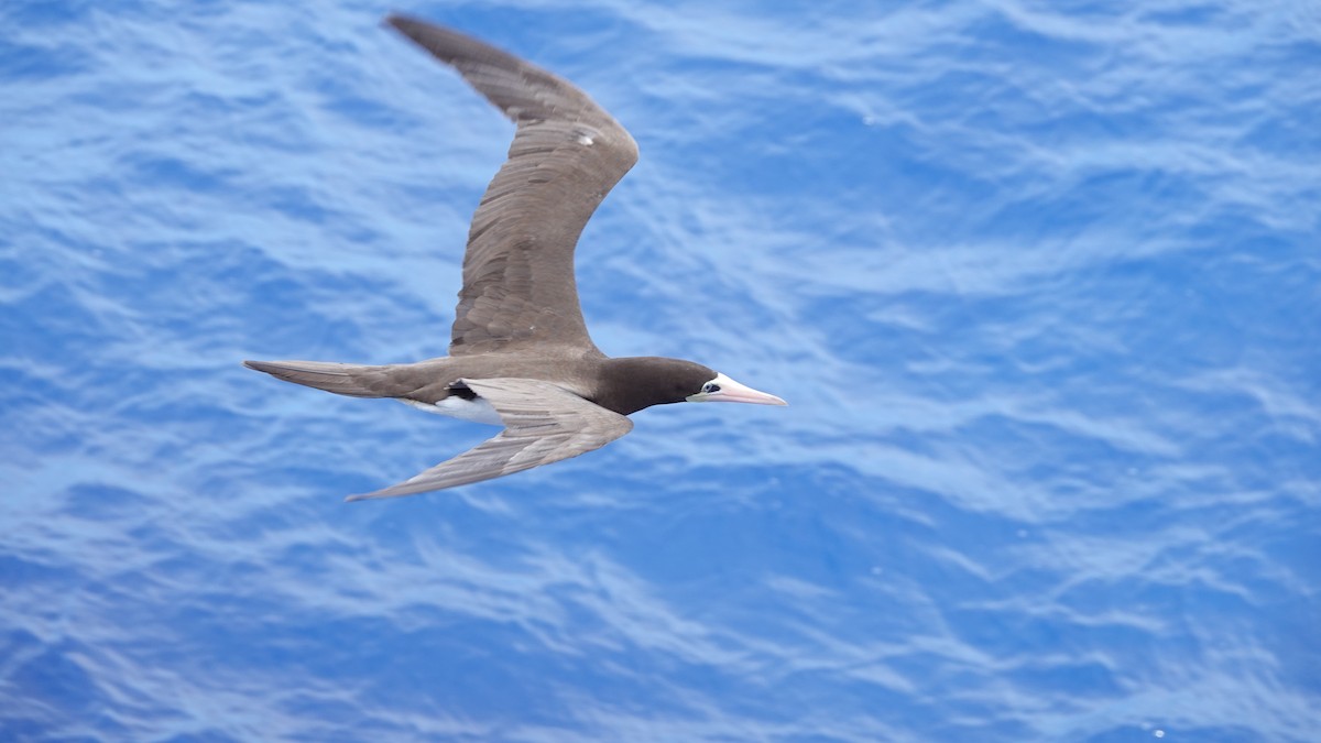 カツオドリ - ML646320196