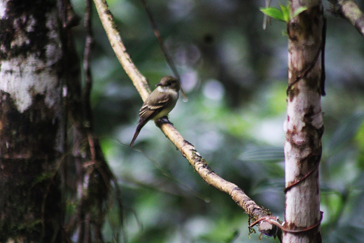 Buchenschnäppertyrann - ML646320202