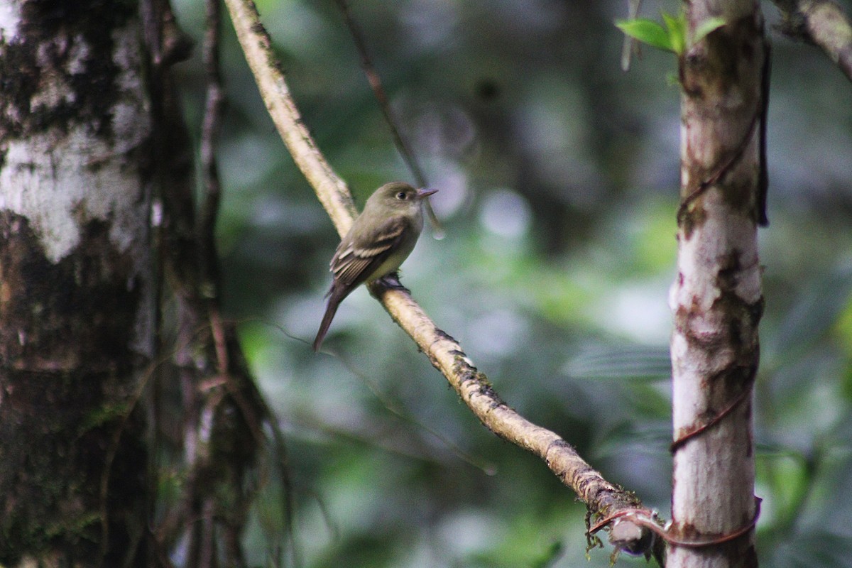Buchenschnäppertyrann - ML646320203