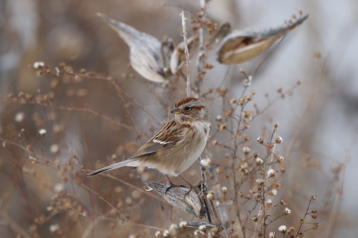 American Tree Sparrow - ML646320204