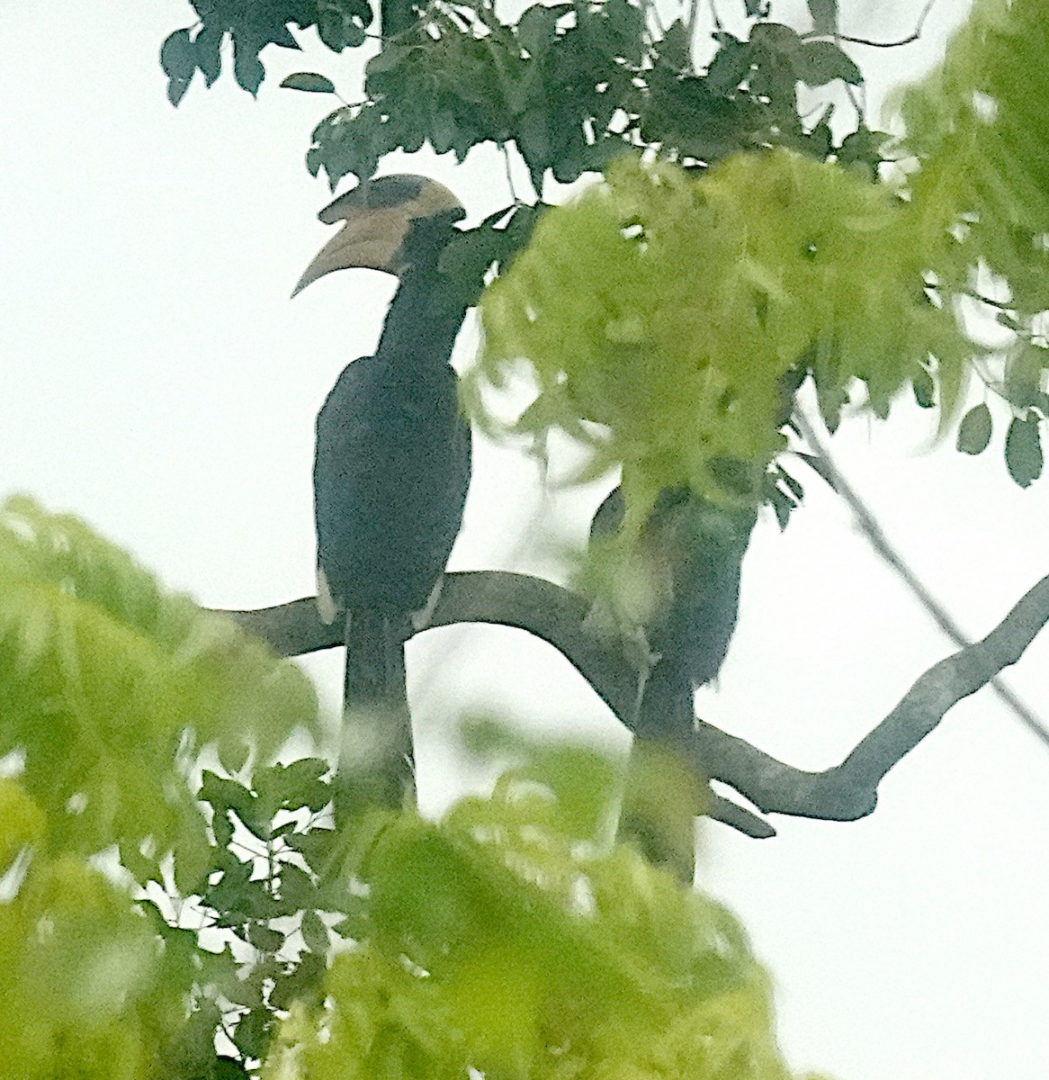 Malabar Pied-Hornbill - ML646320205