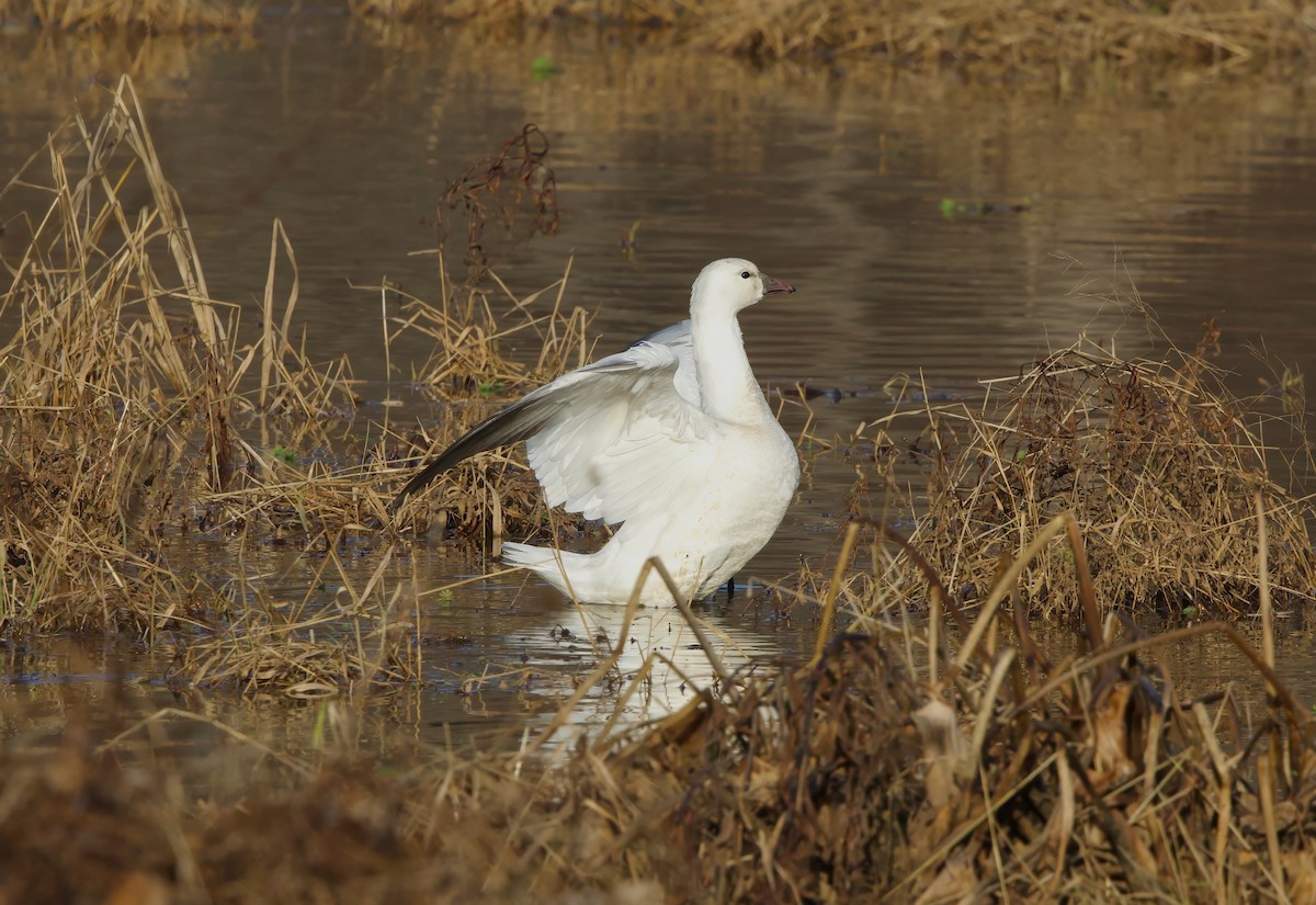 Ross's Goose - ML646320218