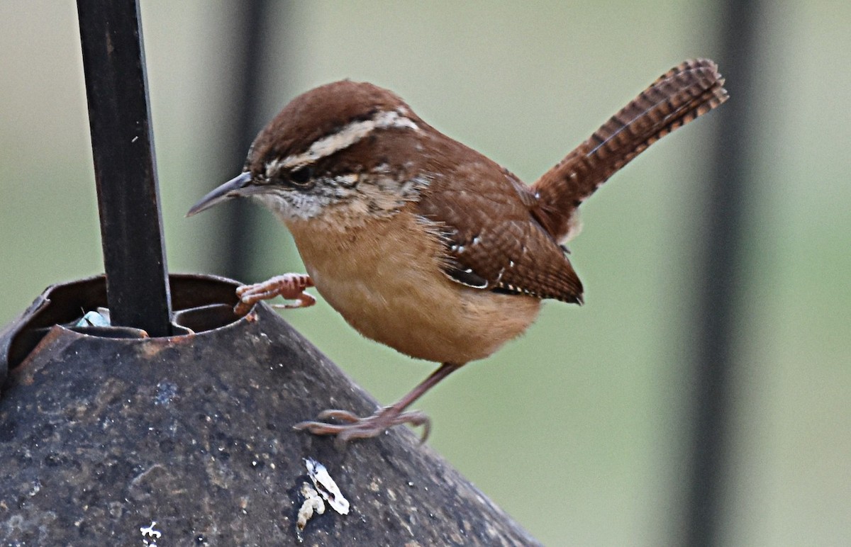 Carolinazaunkönig - ML646320219