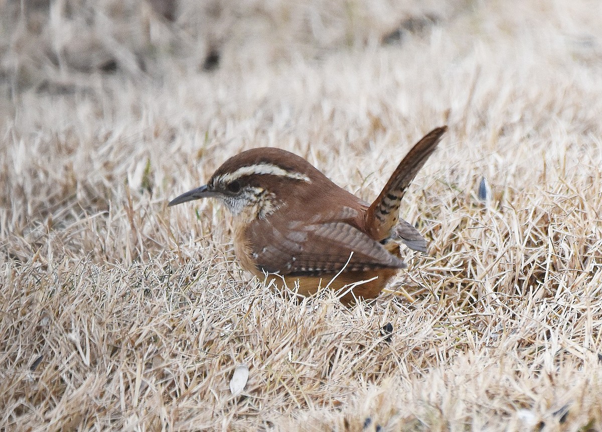 Carolinazaunkönig - ML646320220