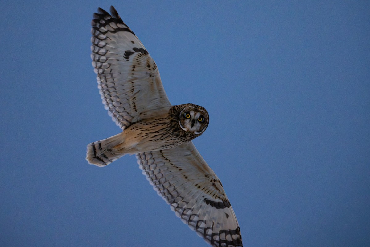 Hibou des marais - ML646320222