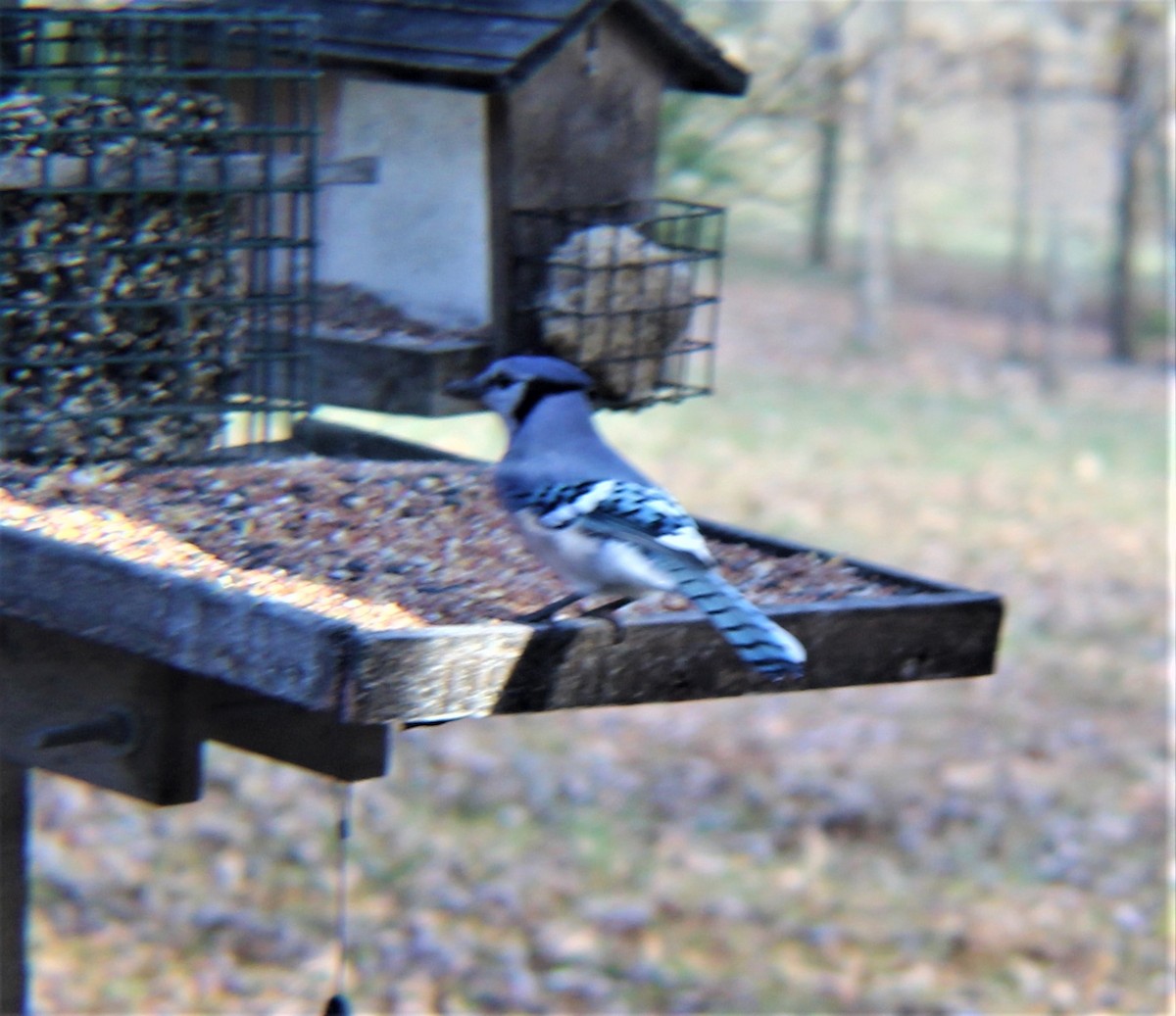 Blue Jay - ML646320223