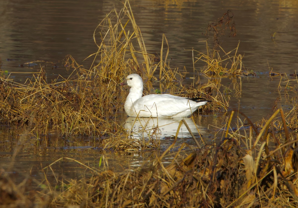 Ross's Goose - ML646320224