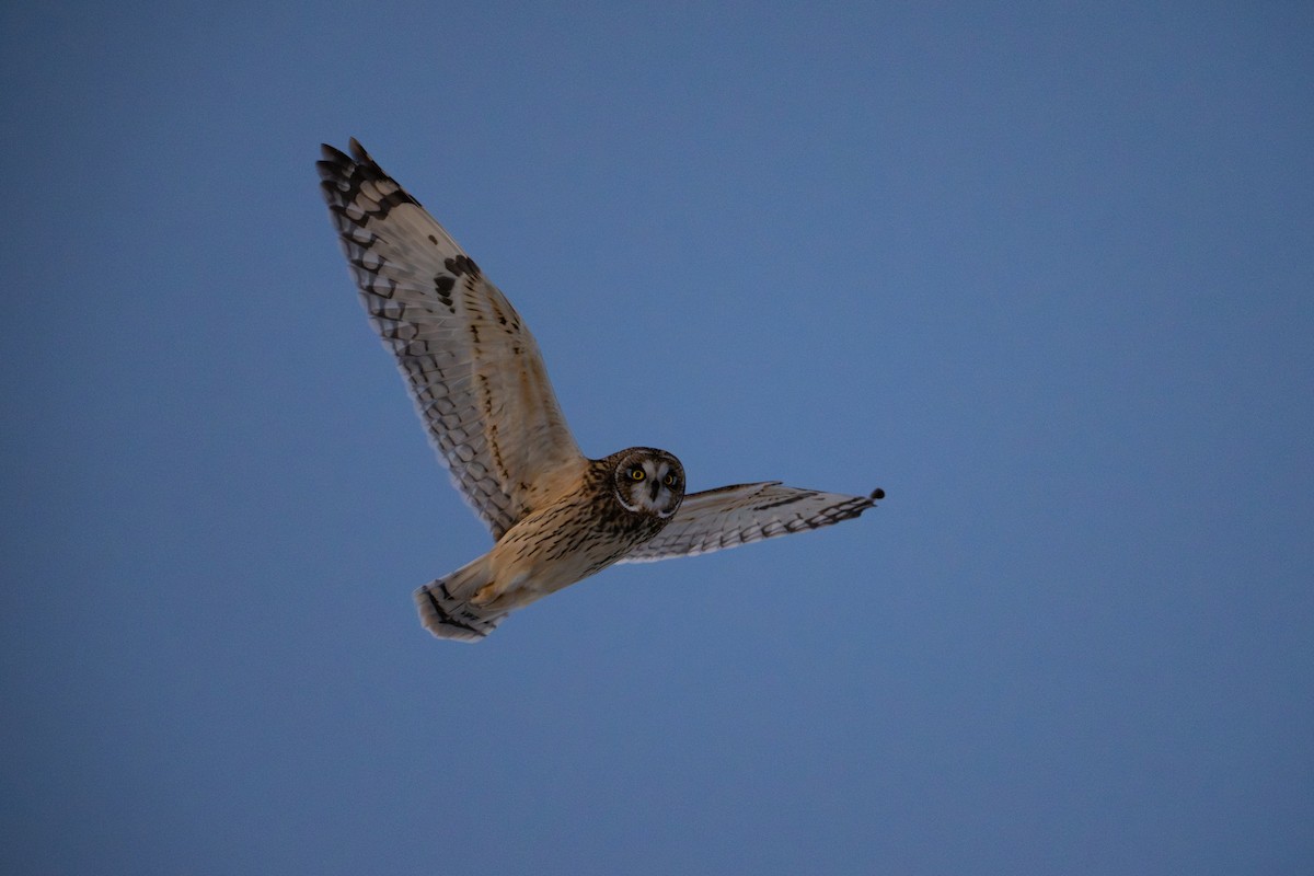 Hibou des marais - ML646320225