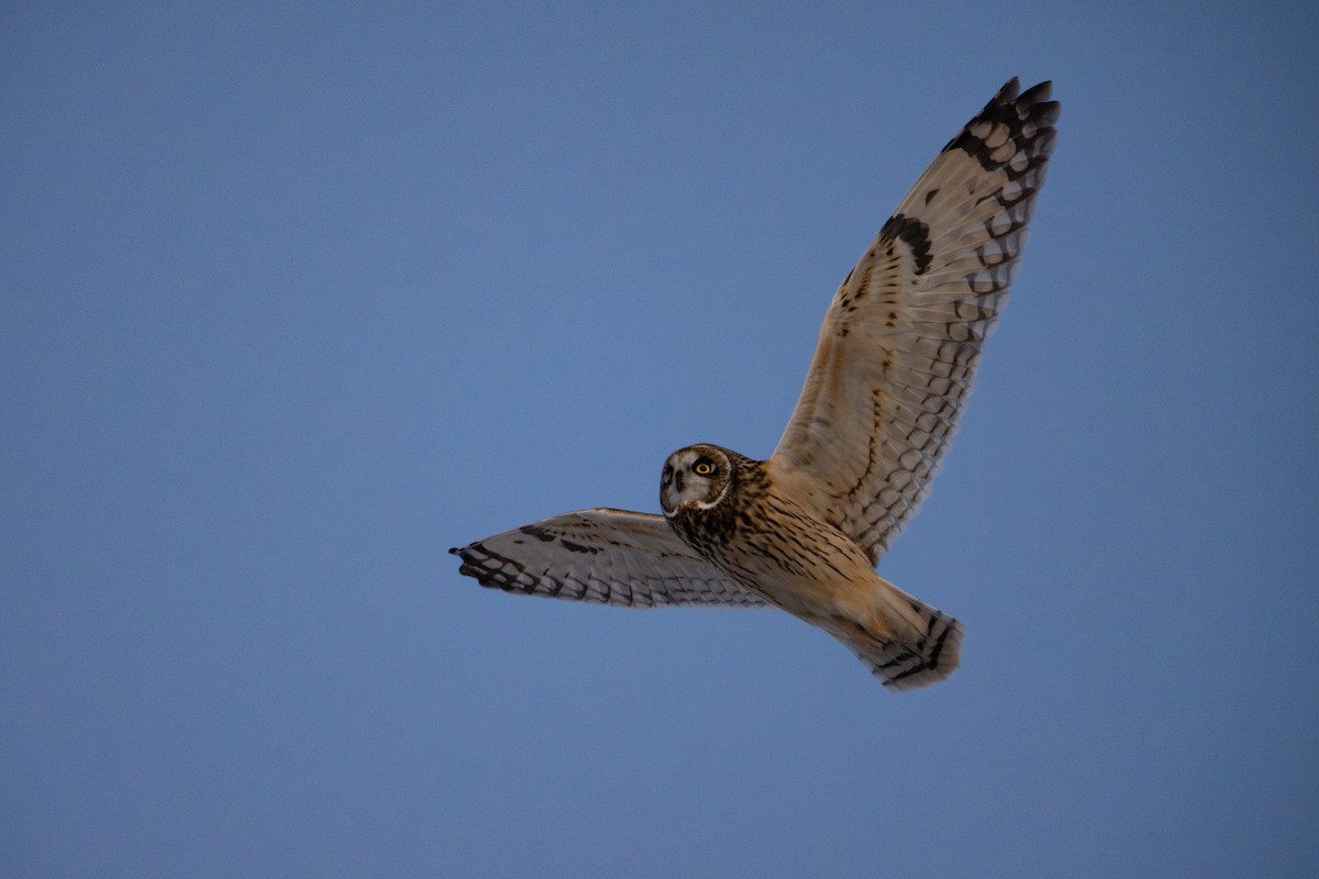 Hibou des marais - ML646320227