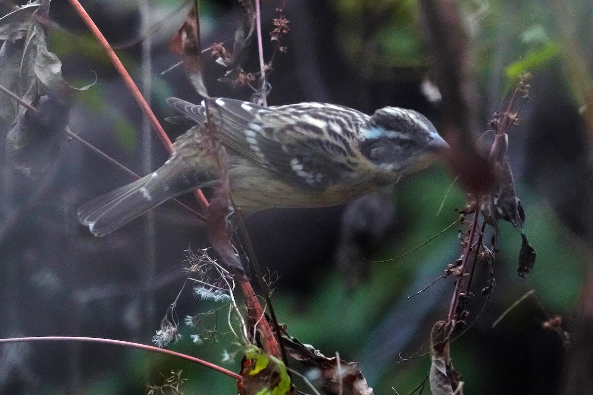 Schwarzkopf-Kernknacker - ML646320228