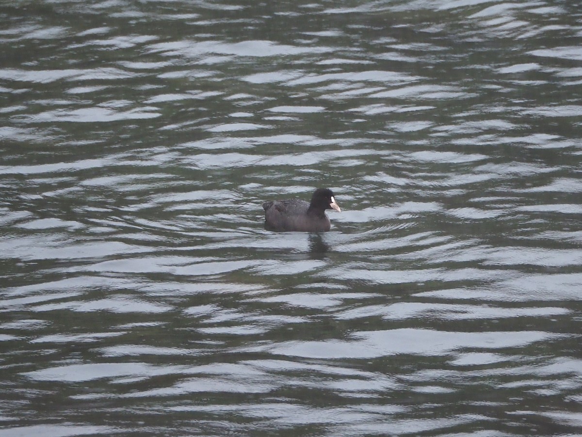 Eurasian Coot - ML646320231