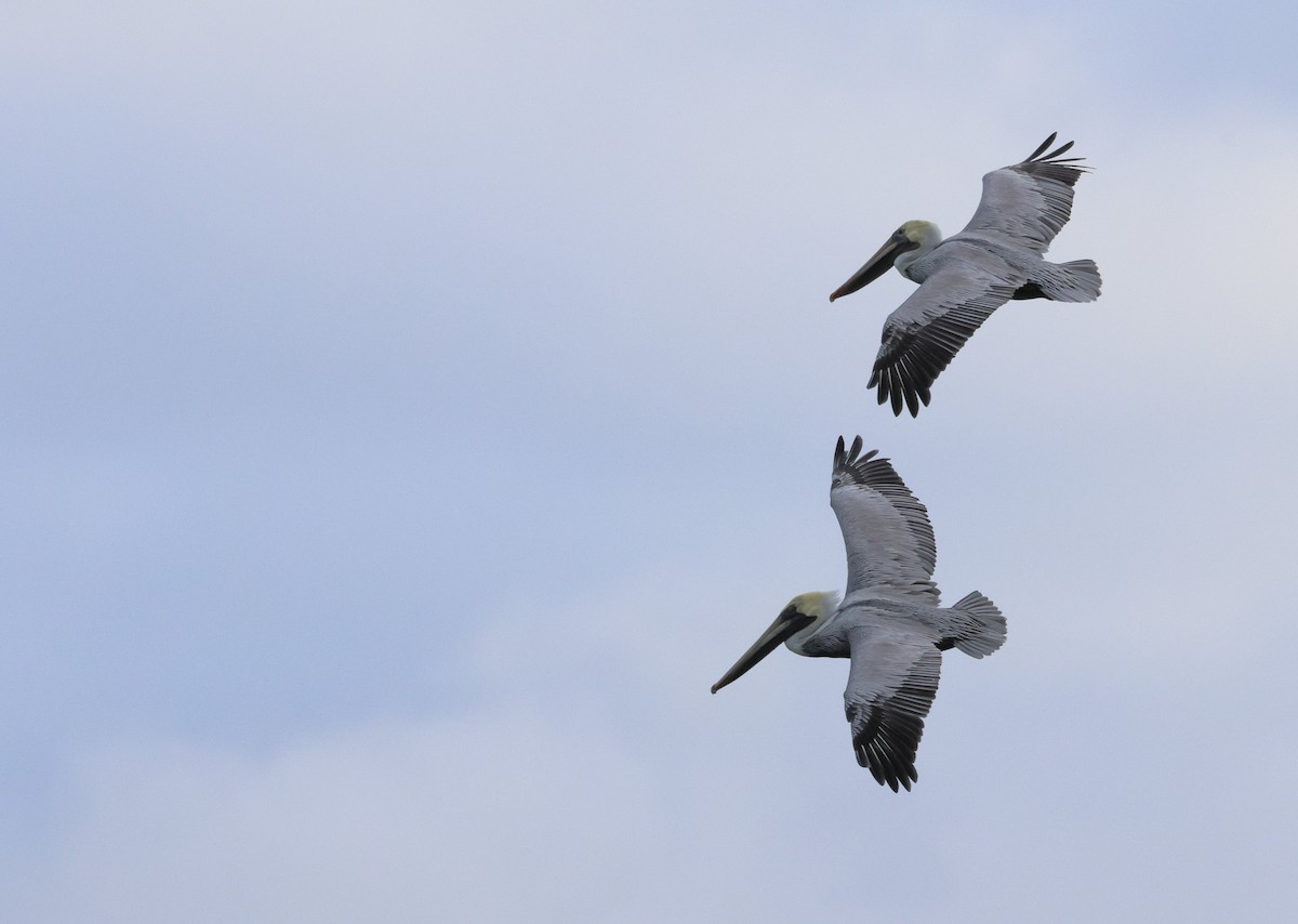 Brown Pelican - ML646320232