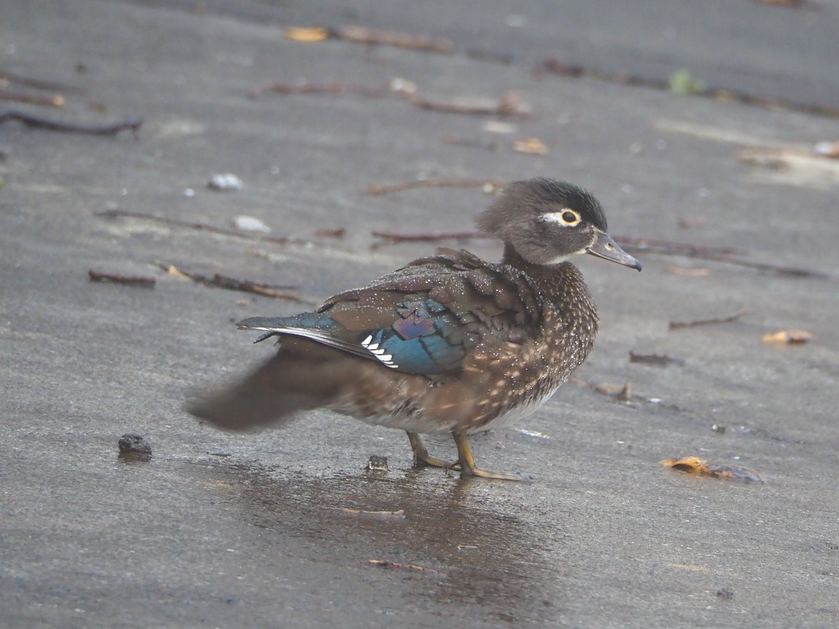 Wood Duck - ML646320236