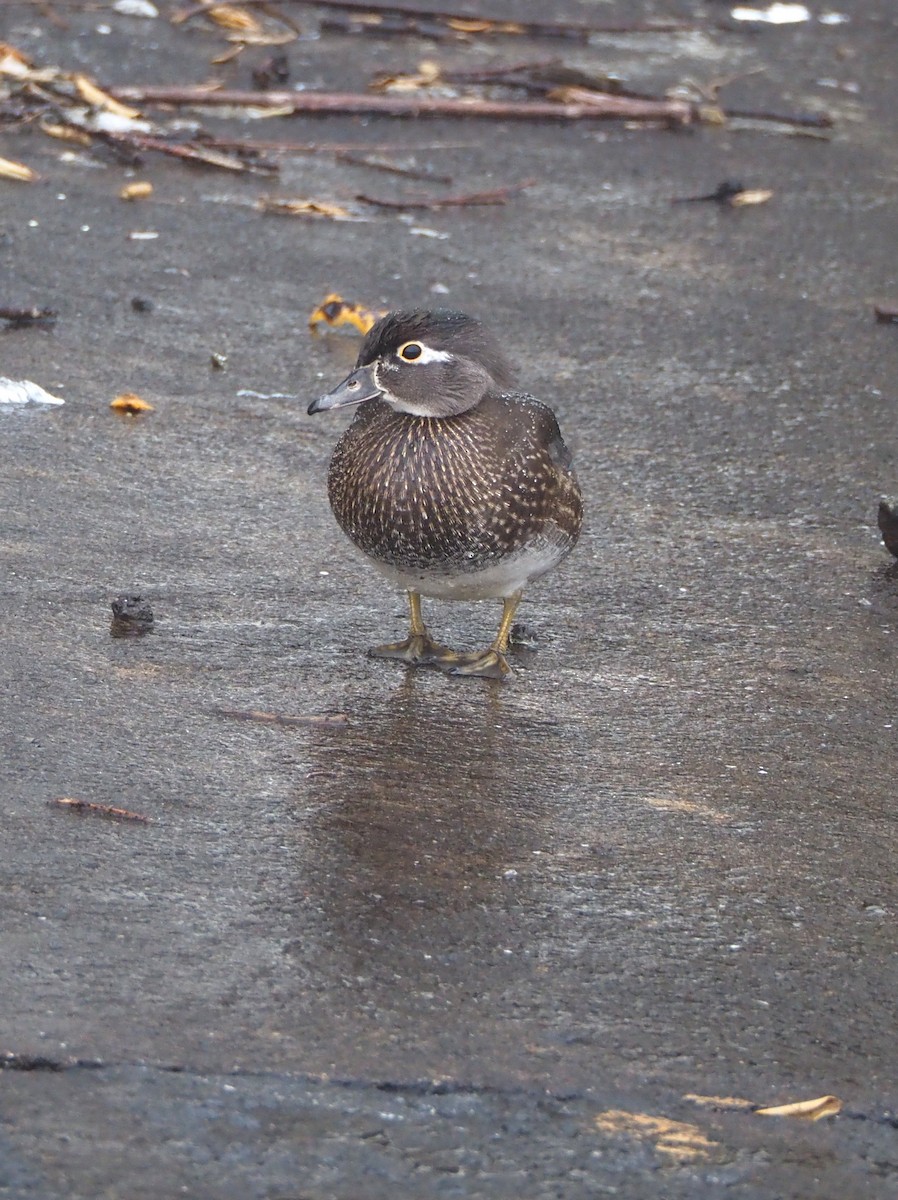Wood Duck - ML646320237