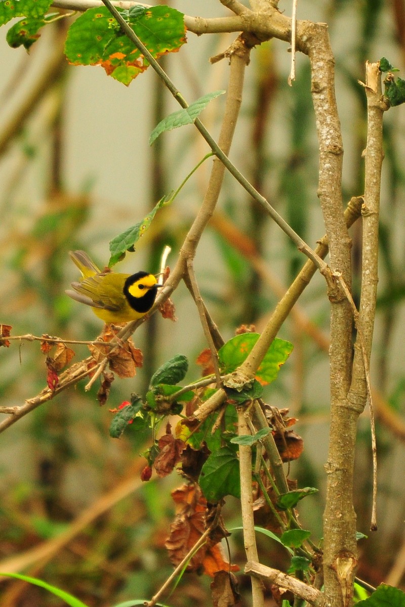 Hooded Warbler - ML646320241