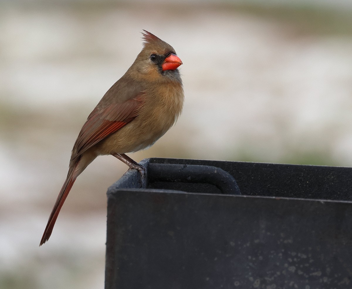 Northern Cardinal - ML646320251